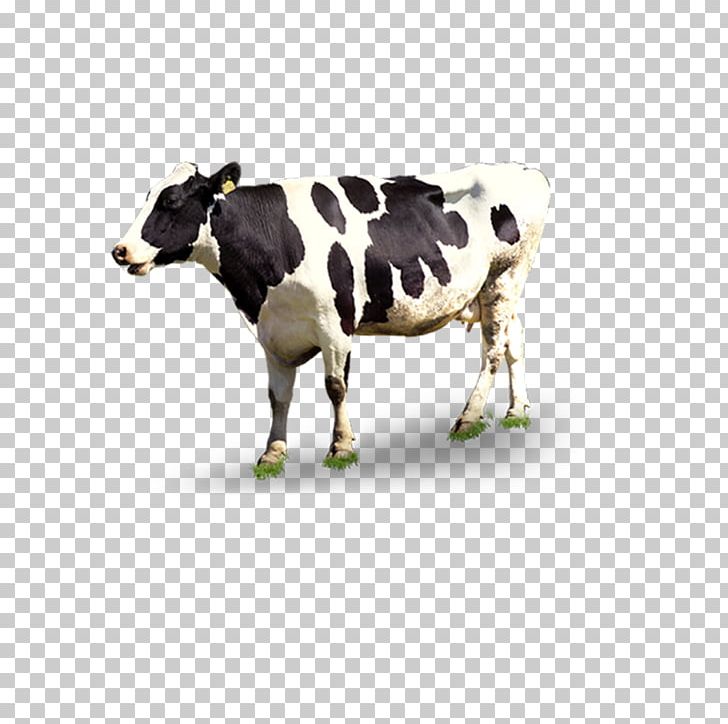 Dairy Cattle Automatic Milking PNG, Clipart, Animal, Animals, Black, Bull, Cartoon Cow Free PNG Download
