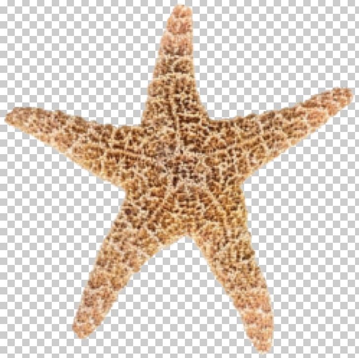 Sea Urchin Starfish Longman Dictionary Of Contemporary English Animal Echinoderm PNG, Clipart, Animal, Animals, Brittle Star, Carnivore, Common Starfish Free PNG Download