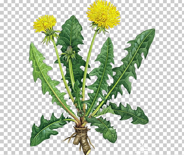 Dandelion Coffee Tea Root Chicory Health PNG, Clipart, Antioxidant, Chicory, Common Tansy, Dandelion Coffee, Detoxification Free PNG Download