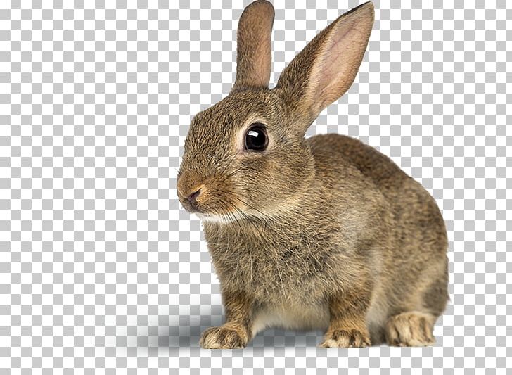European Rabbit New Zealand White Rabbit Domestic Rabbit Chinchilla PNG, Clipart, Animal, Chinchilla, Coelho, Desktop Wallpaper, Domestic Rabbit Free PNG Download
