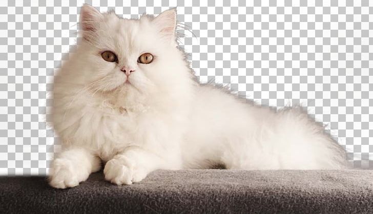 Persian Cat Bengal Cat Kitten Dog PNG, Clipart, Animals, Asian Semi Longhair, Background White, Black White, Breed Free PNG Download
