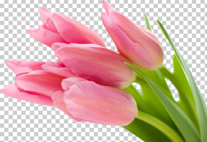 Desktop Pink Flowers Tulip PNG, Clipart, 4k Resolution, Bud, Closeup, Color, Computer Free PNG Download