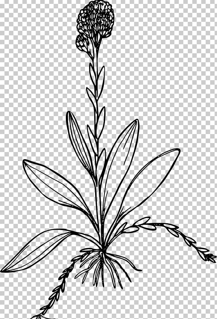 Line Art Drawing Visual Arts PNG, Clipart, Black And White, Branch, Drawing, Flora, Flower Free PNG Download