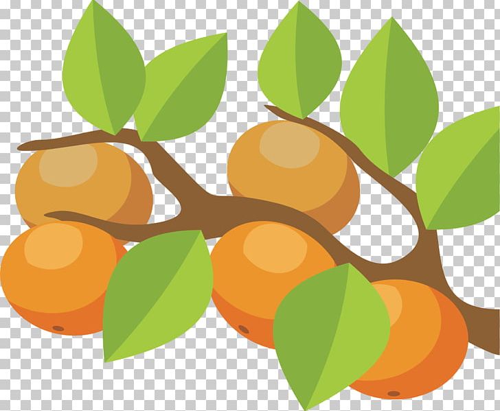 Orange Citrus × Sinensis Graphics Tree PNG, Clipart, Cartoon, Citrus, Citrus Sinensis, Drawing, Food Free PNG Download