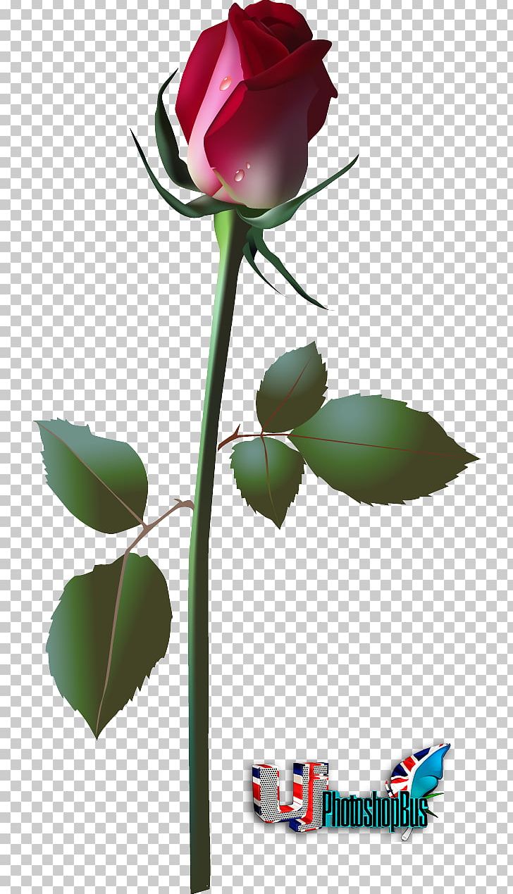 Drawing Flower Rose PNG, Clipart, Art, Bud, Cut Flowers, Drawing, Encapsulated Postscript Free PNG Download