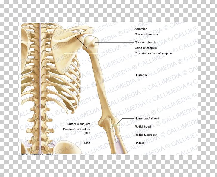 Ulnar Nerve Elbow Nervous System Forearm PNG, Clipart, Anatomy, Arm, Bone, Coracoid Process, Coronal Plane Free PNG Download