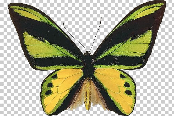 Butterfly Insect PNG, Clipart, Arthropod, Bombycidae, Brush Footed Butterfly, Butterflies And Moths, Butterfly Free PNG Download