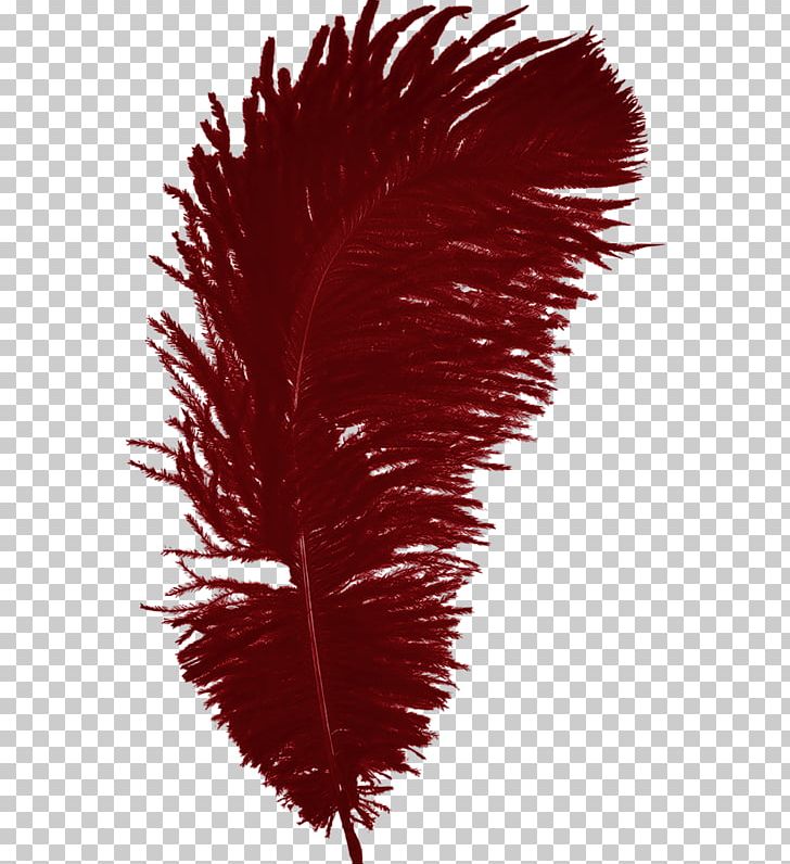 Feather Bird PNG, Clipart, Animals, Bird, Color, Encapsulated Postscript, Feather Free PNG Download