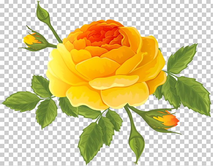 Garden Roses Centifolia Roses Cruz Ramirez PNG, Clipart, Animation, Bud, Buds, Centifolia Roses, Clip Art Free PNG Download