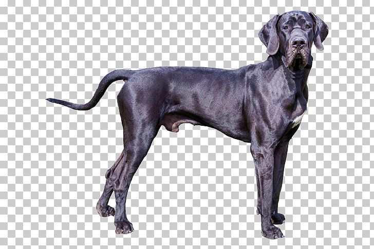 Great Dane Old Danish Pointer Plott Hound Dog Breed English Mastiff PNG, Clipart, Animals, Breed, Carnivoran, Dog, Dog Breed Free PNG Download