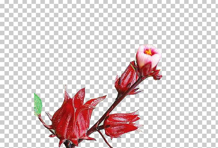Roselle Flowers Roselle Flowers PNG, Clipart, Blossom, Branch, Computer Wallpaper, Cut Flowers, Decorative Patterns Free PNG Download