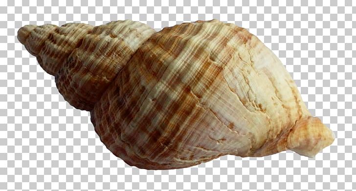 Seashell PNG, Clipart, Animal Product, Beach, Clams Oysters Mussels And Scallops, Cockle, Conch Free PNG Download