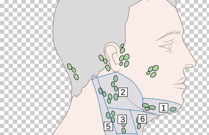 Ear Head And Neck Anatomy Diagram Lymph Node PNG, Clipart, Area, Cheek, Diagram, Ear, Face Free PNG Download