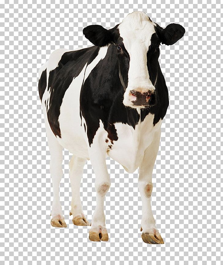 Holstein Friesian Cattle Standee Poster Dairy Farming Dairy Cattle PNG, Clipart, Bull, Calf, Cardboard, Cattle, Cattle Like Mammal Free PNG Download