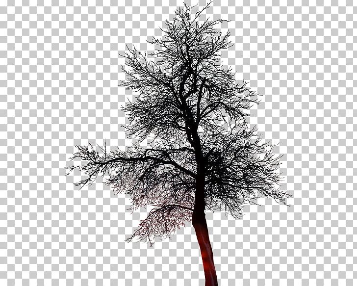 Treelet Twig PNG, Clipart, Agac, Agac Resimleri, Animation, Black And White, Blog Free PNG Download