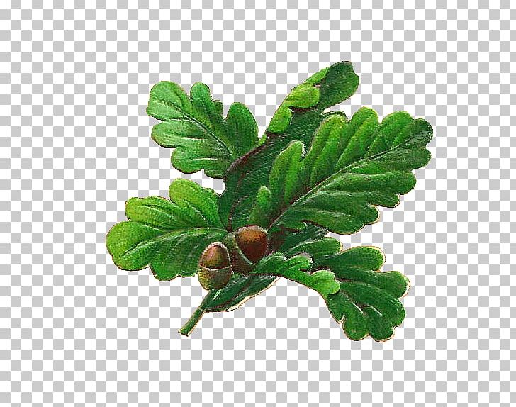 White Oak English Oak Quercus Nigra Acorn Leaf PNG, Clipart, Acorn, Botanical, Branch, Drawing, English Oak Free PNG Download