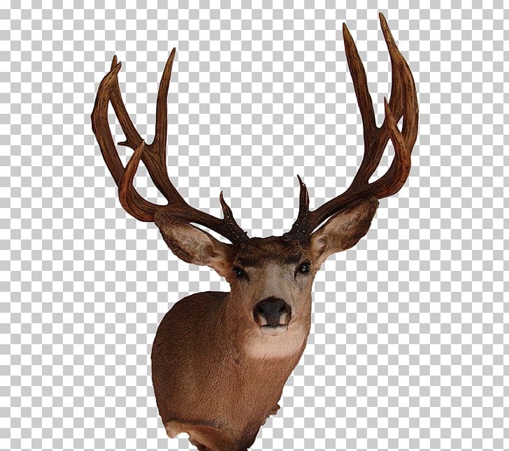 White-tailed Deer Elk Mule Deer Antler PNG, Clipart, Animal, Animals, Antler, Biggame Hunting, Blacktailed Deer Free PNG Download
