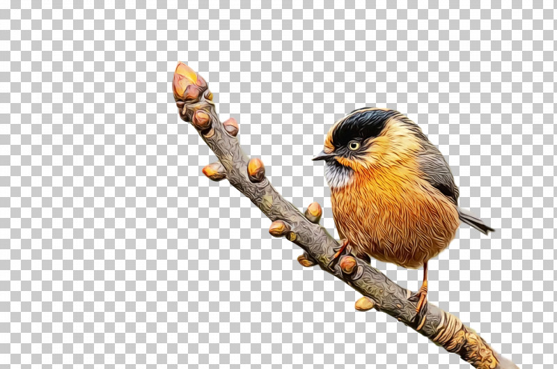 Feather PNG, Clipart, Beak, Chickadee, Columbidae, Feather, Finches Free PNG Download