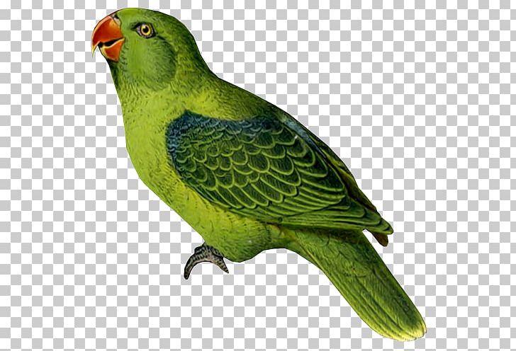 Budgerigar Parrot Bird Cockatiel Parakeet PNG, Clipart, Animal, Animals, Beak, Bird, Budgerigar Free PNG Download