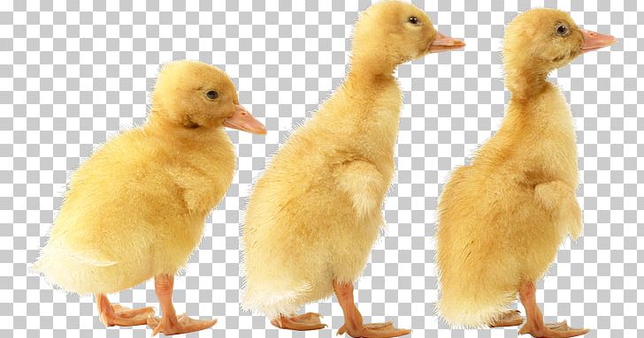 Duck Cygnini Bird Goose PNG, Clipart, Anatidae, Animals, Baby Ducks, Beak, Bird Free PNG Download
