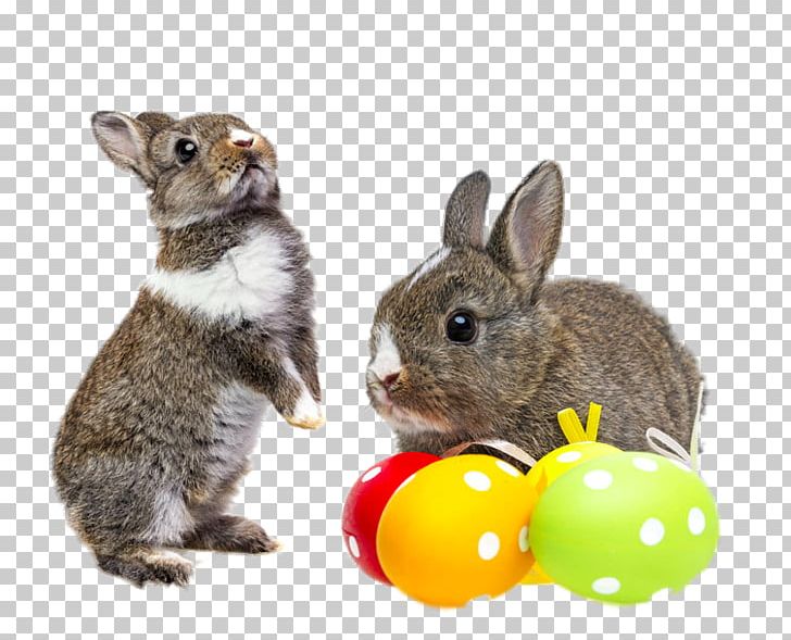 Easter Bunny Chicken Rabbit Easter Egg PNG, Clipart, Animals, Creative, Desktop Wallpaper, Domestic Rabbit, Easter Free PNG Download