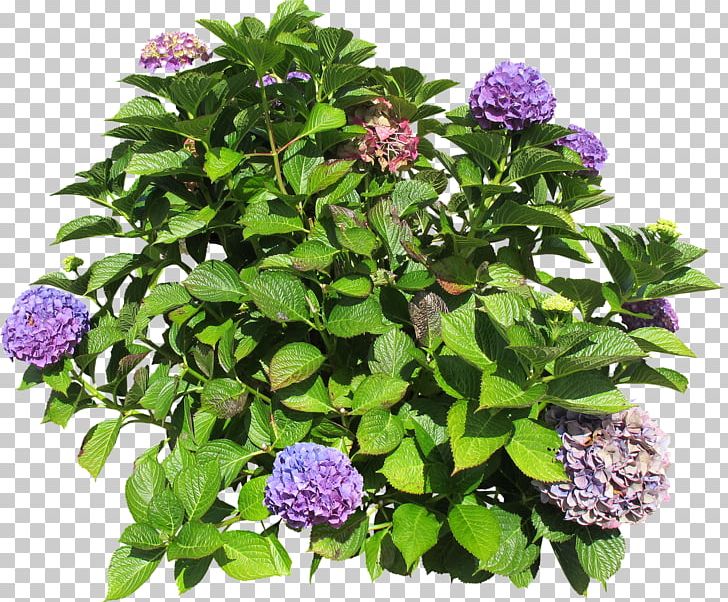 Hydrangea Shrub Groundcover Lawn Annual Plant PNG, Clipart, Annual Plant, Cornales, Flower, Flowering Plant, Grass Free PNG Download