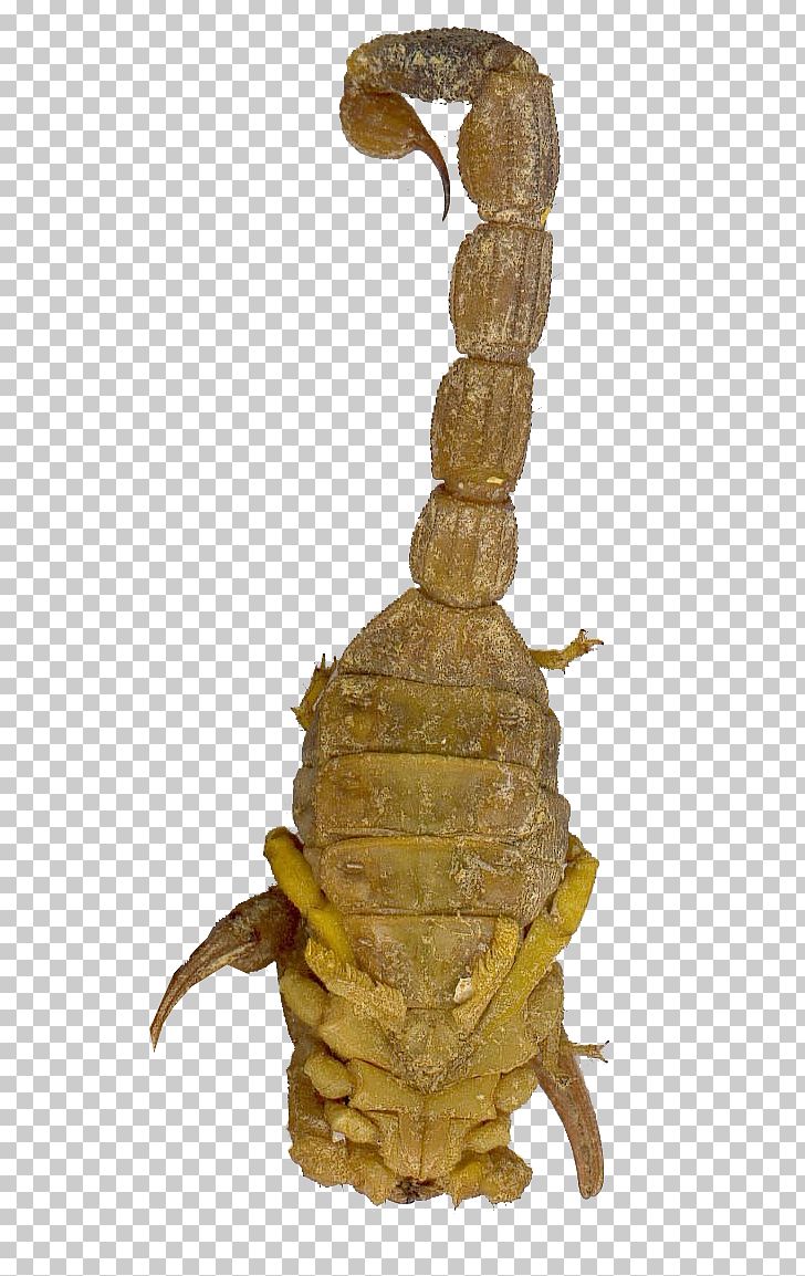 Scorpion Traditional Chinese Medicine PNG, Clipart, Animal, Arthropod, Cartoon Scorpion, Dry, Insects Free PNG Download