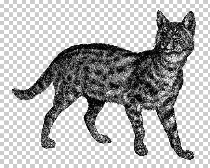 American Shorthair California Spangled European Shorthair Ocicat Wildcat PNG, Clipart, American Wirehair, Animal, Animals, Asian, Bengal Free PNG Download