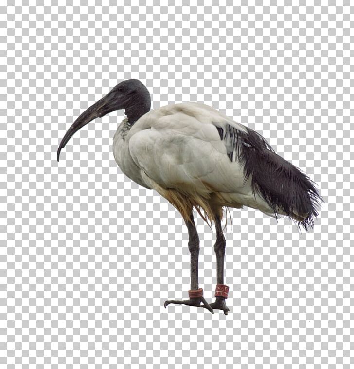 Australian White Ibis Bird Crane American White Ibis PNG, Clipart, American White Ibis, Animal, Animals, Australian White Ibis, Beak Free PNG Download