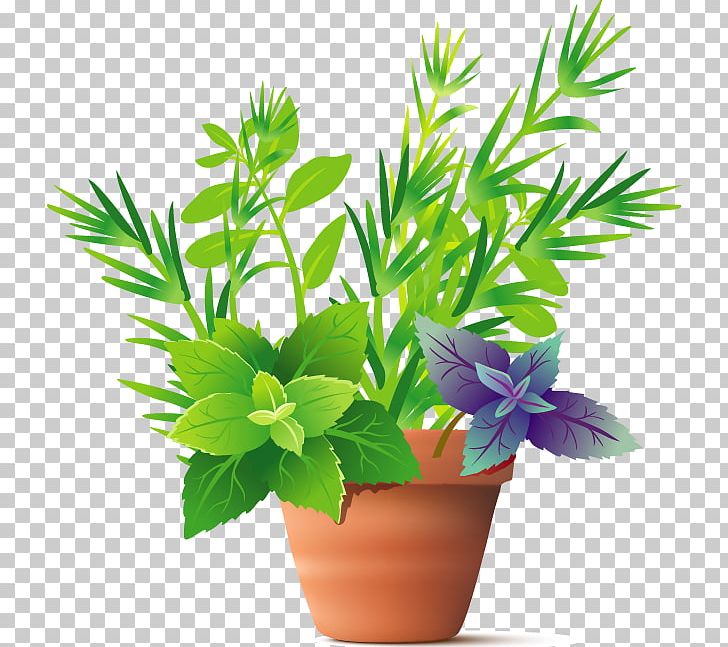 Herb Plant Spice Basil PNG, Clipart, Basil, Dill, Flo, Floral, Flower Free PNG Download