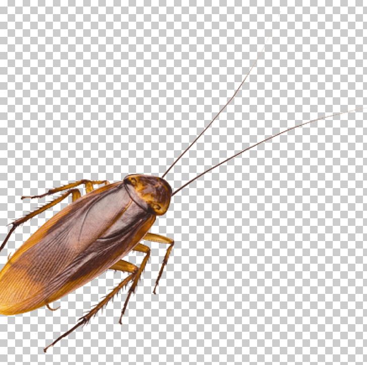Oriental Cockroach Pest Control Termite PNG, Clipart, Animals, Arthropod, Blattodea, Cockroach, Cockroache Free PNG Download