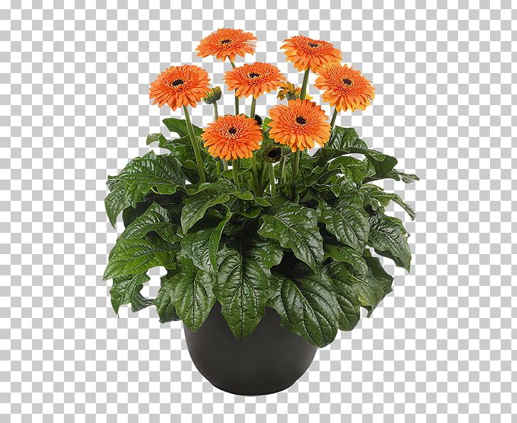 Transvaal Daisy Cut Flowers Great Smoky Mountains Plant PNG, Clipart, Annual Plant, Bud, Carnation, Chrysanthemum, Chrysanths Free PNG Download