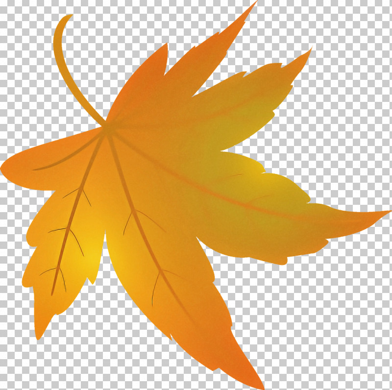 Maple Leaf Fallen Leaf Dead Leaf PNG, Clipart, Autumn Leaf, Black Maple, Dead Leaf, Deciduous, Fallen Leaf Free PNG Download