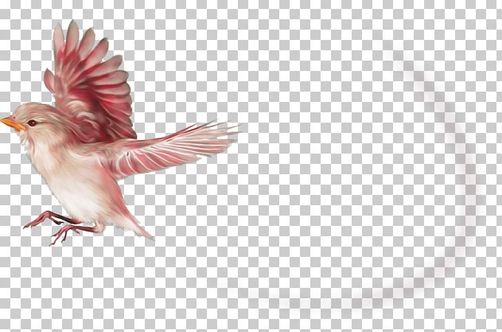 Bird Beak Portable Network Graphics PNG, Clipart, Animals, Art, Beak, Bird, Computer Icons Free PNG Download