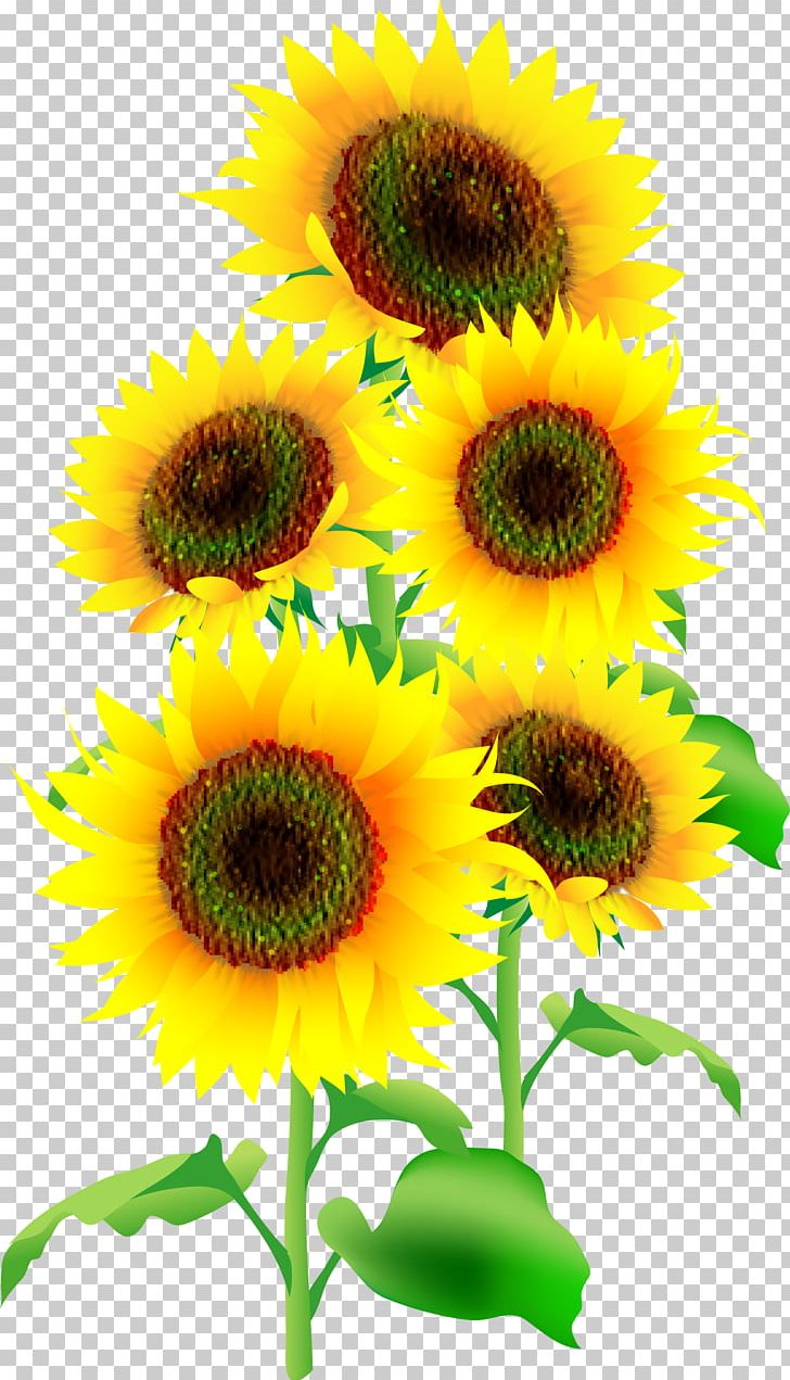 Common Sunflower Illustrator Sunflower Seed PNG, Clipart, Annual Plant, Common Sunflower, Daisy Family, Flower, Flowering Plant Free PNG Download
