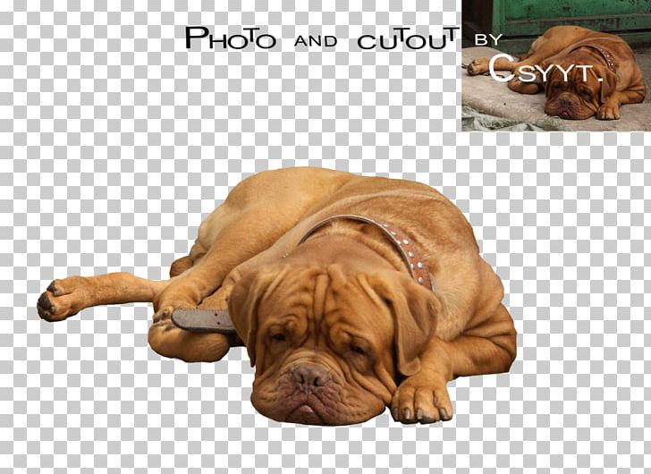 Dogue De Bordeaux Dog Breed Tosa Bullmastiff Great Dane PNG, Clipart, Animals, Big Dog, Bullmastiff, Carnivoran, Companion Dog Free PNG Download