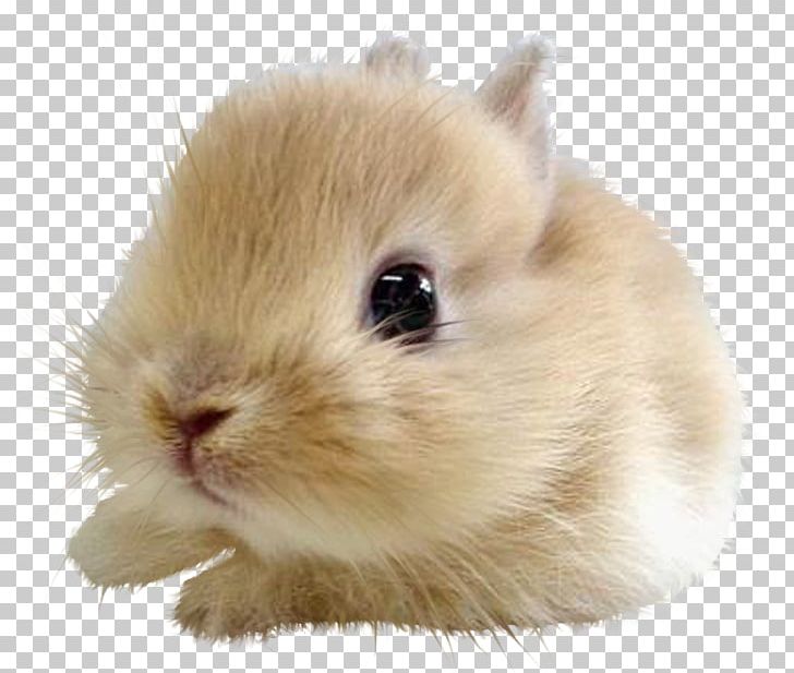 Kitten Cat Dog Lionhead Rabbit Cuteness PNG, Clipart, Animal, Animals, Cat, Collar, Cuteness Free PNG Download