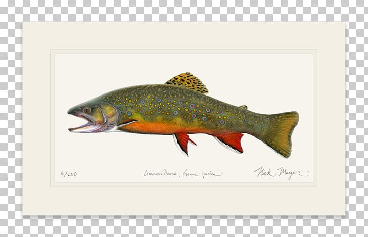 Salmon Brook Trout Brown Trout Fly Fishing PNG, Clipart, Animals, Art, Atlantic Salmon, Brook Trout, Brown Trout Free PNG Download