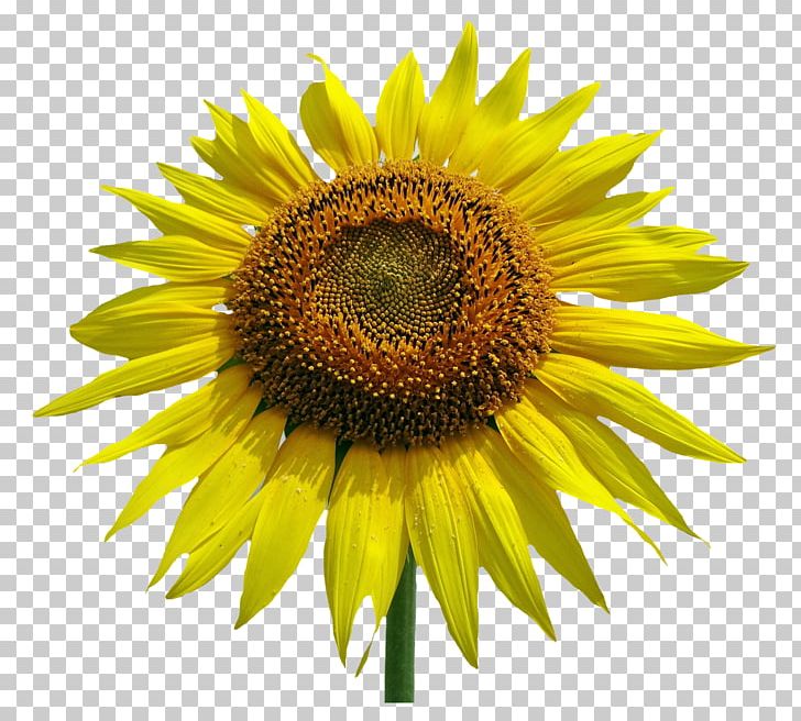 Common Sunflower Stock Photography PNG, Clipart, Clip Art, Common Sunflower, Daisy Family, Desktop Wallpaper, Drawing Free PNG Download