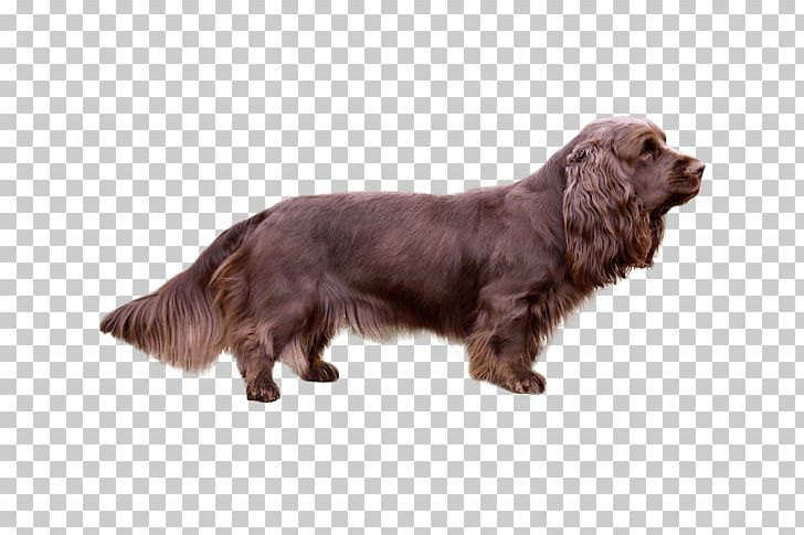 Field Spaniel Sussex Spaniel Boykin Spaniel English Cocker Spaniel German Spaniel PNG, Clipart, Boykin Spaniel, Carnivoran, Companion Dog, Dog Breed, Dog Breed Group Free PNG Download