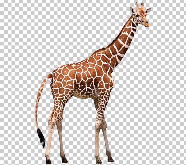 Okapi Vertebrate Northern Giraffe Panthera PNG, Clipart, Animal, Animale, Animal Figure, Animals, Cat Free PNG Download