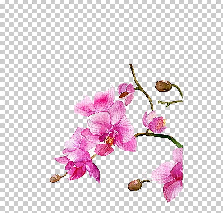 Watercolour Flowers Watercolor Painting Drawing PNG, Clipart, Blossom, Botanical Illustration, Branch, Cartoon, Cherry Blossom Free PNG Download