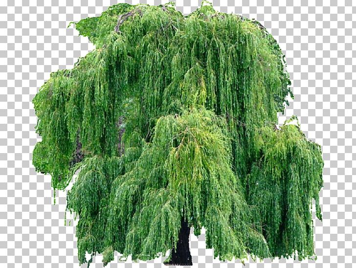 Weeping Willow Tree Salix Caprea Weeping Golden Willow Pussy Willow PNG, Clipart, Biome, Deciduous, Evergreen, Garden, Grass Free PNG Download