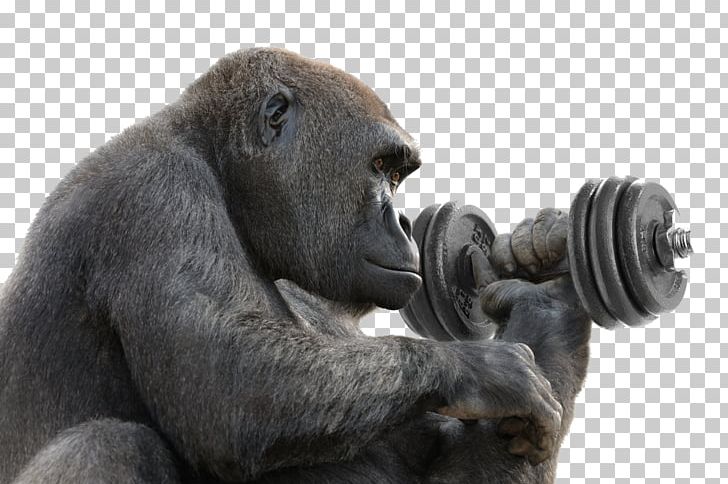 Bwindi Impenetrable National Park Western Lowland Gorilla Orangutan Chimpanzee Mountain Gorilla PNG, Clipart, Animals, Fauna, Mammal, Orangutan, Orangutan King Riding A Skateboard Free PNG Download