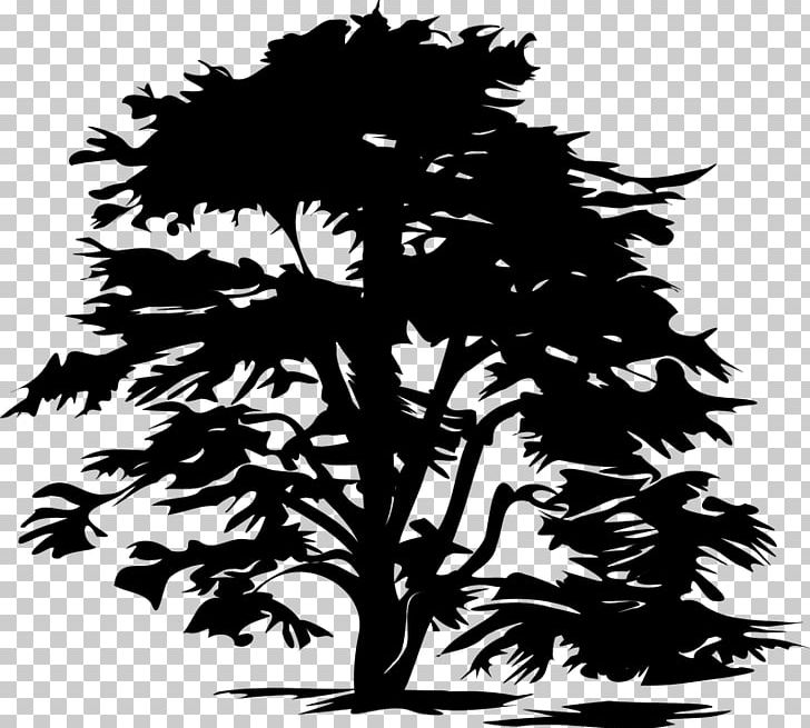 Drawing PNG, Clipart, Art, Black And White, Branch, Conifer, Drawing Free PNG Download