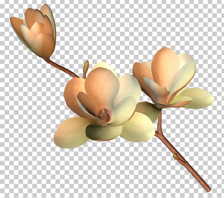 Flower Rose PNG, Clipart, Branch, Creative Floral Patterns, Encapsulated Postscript, Floral Patterns, Flower Free PNG Download