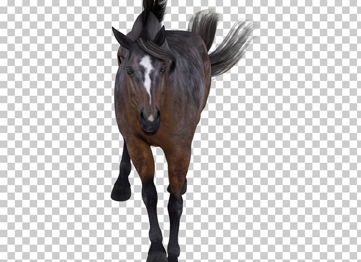 Mane Rein Stallion Mustang Pony PNG, Clipart, Bridle, Das Productions Inc, Halter, Horse, Horse Harness Free PNG Download