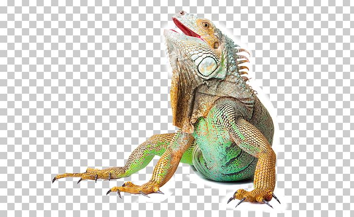 Reptile Common Wall Lizard Green Iguana PNG, Clipart, Agamidae, Chameleon, Common Iguanas, Fauna, Green Iguana Free PNG Download