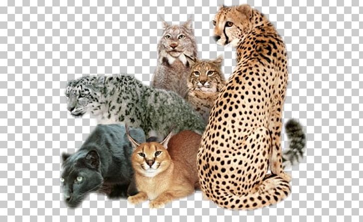 African Wildcat Cougar Felidae Leopard PNG, Clipart, African Wildcat, Animal, Animals, Big Cat, Big Cats Free PNG Download