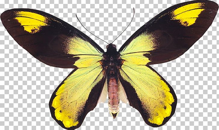 Clouded Yellows Monarch Butterfly Silkworm Brush-footed Butterflies PNG, Clipart, Arthropod, Black Butterfly, Bombycidae, Brush Footed Butterfly, Butterflies And Moths Free PNG Download